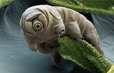 7 Reasons Tardigrades Are the Ultimate Survivors of the Animal Kingdom